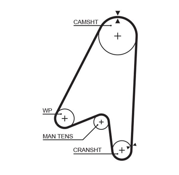 GATES 5239 Cinghia dentata