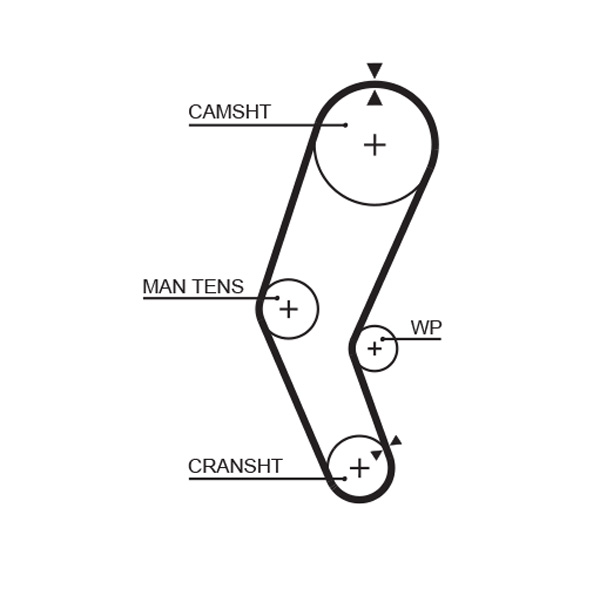 GATES 5272 Cinghia dentata